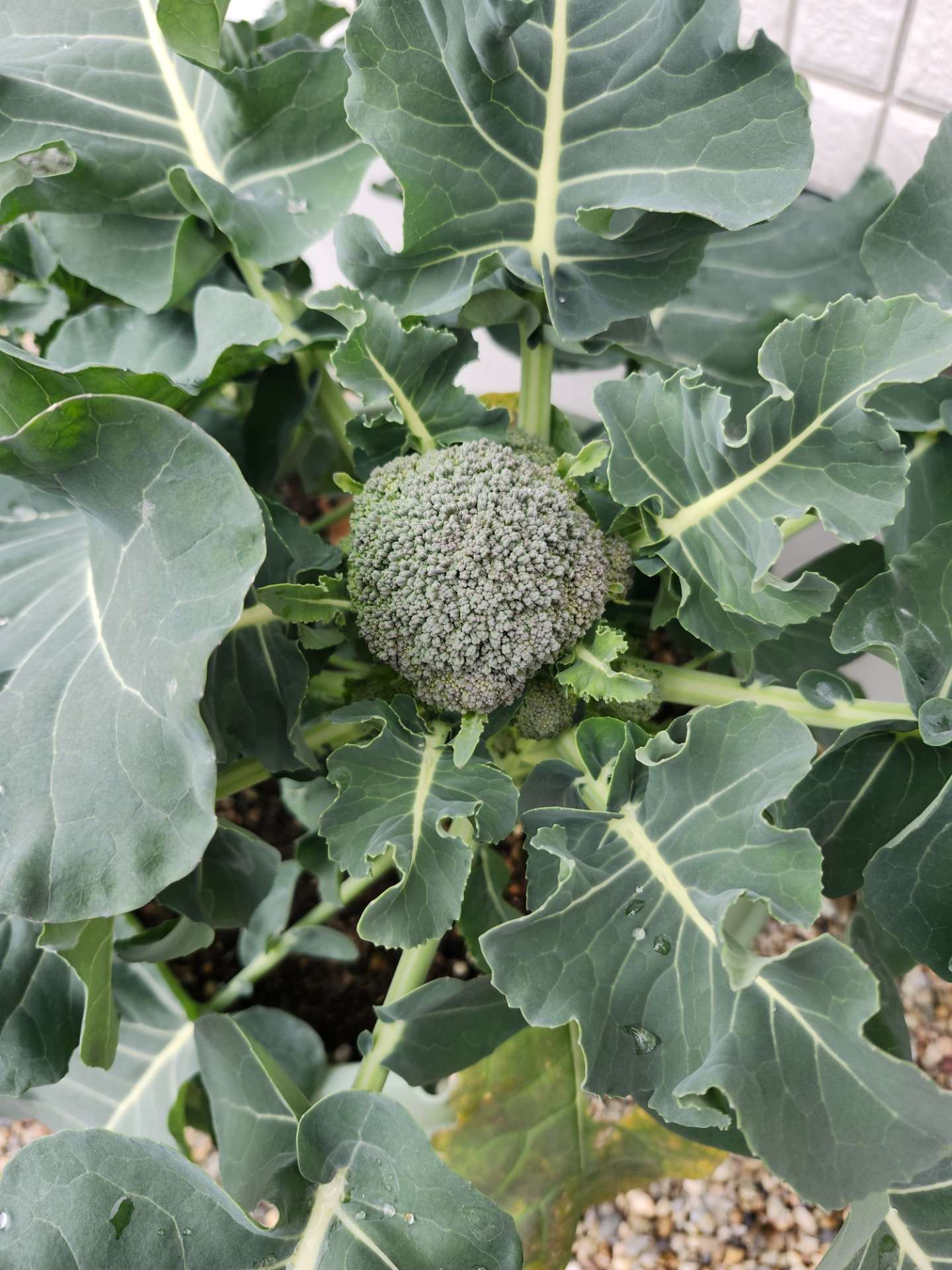 家庭菜園パート2➅