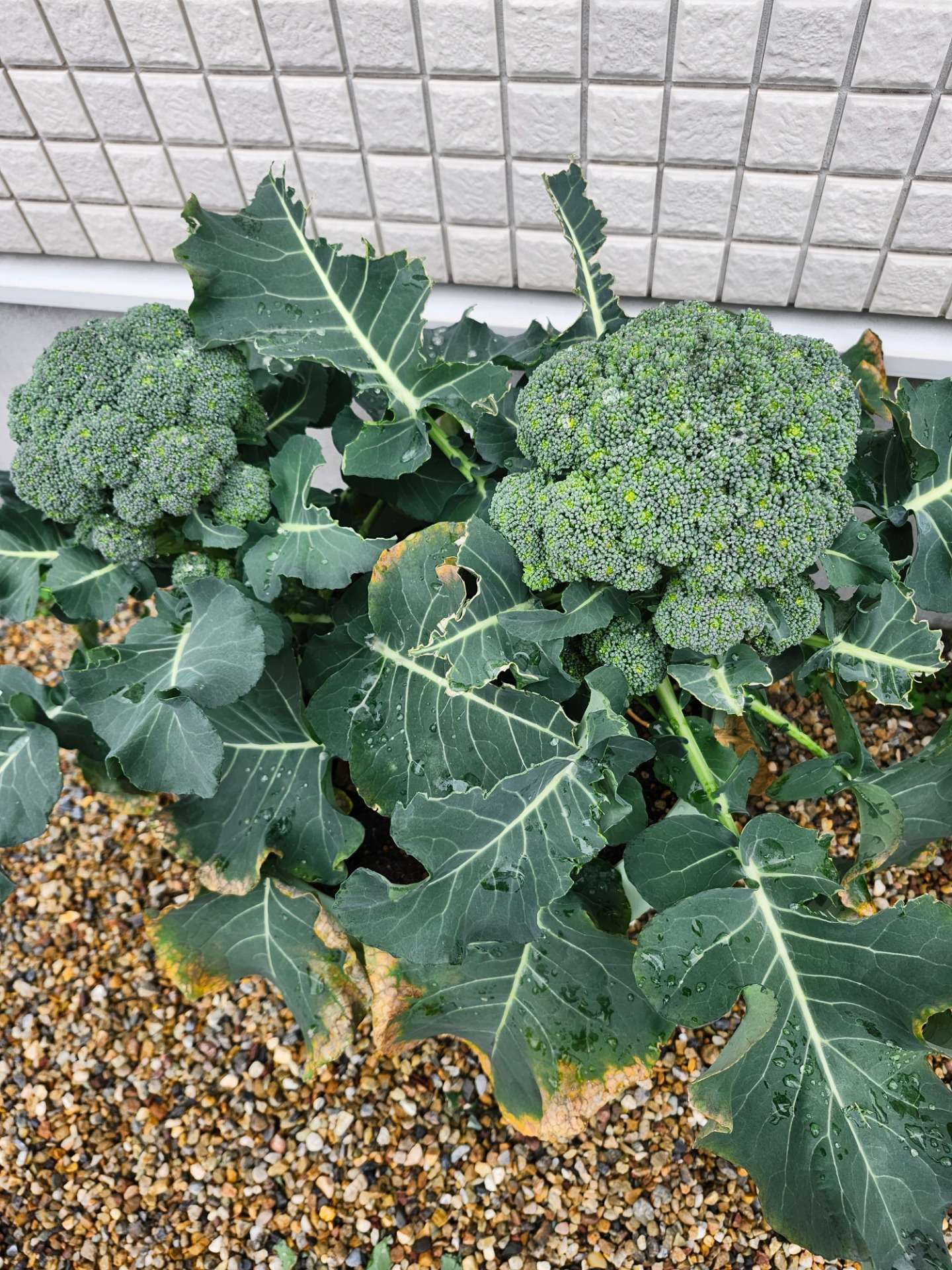 家庭菜園パート2⑧