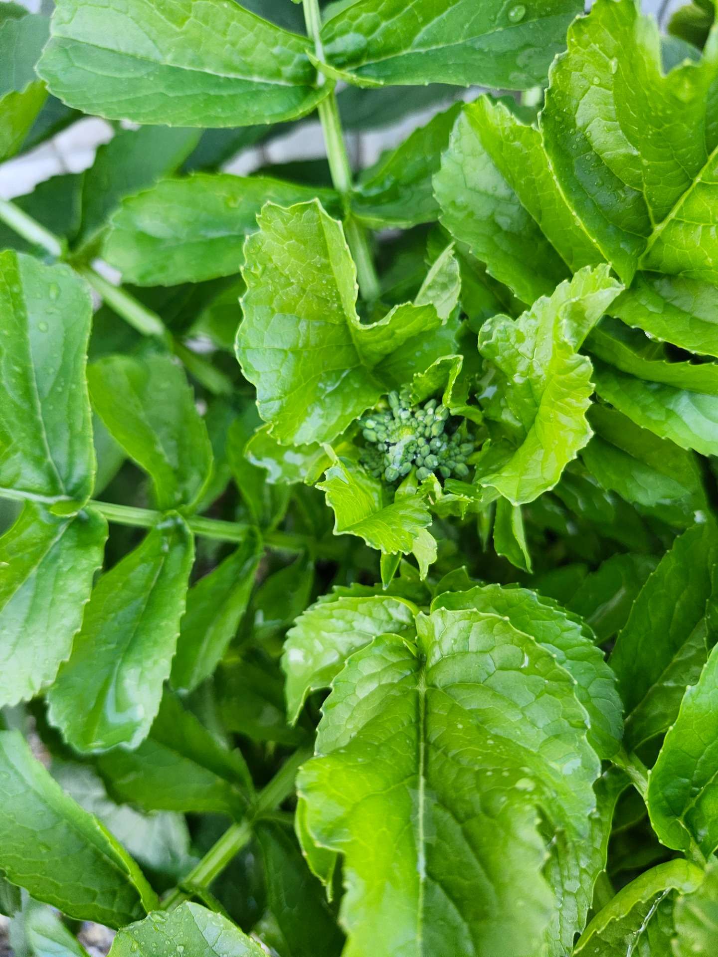 家庭菜園パート2⑨