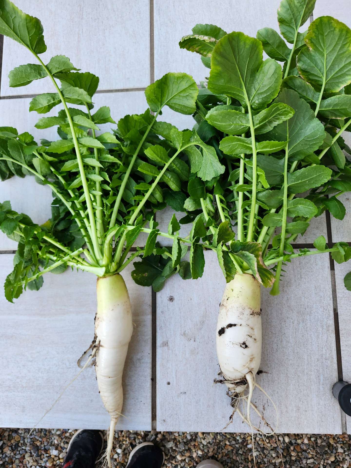 家庭菜園パート2⑩