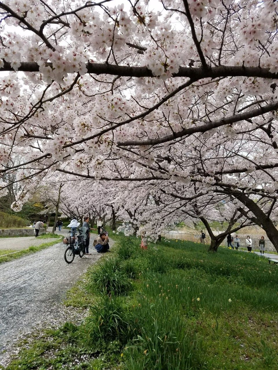 細口池公園桜