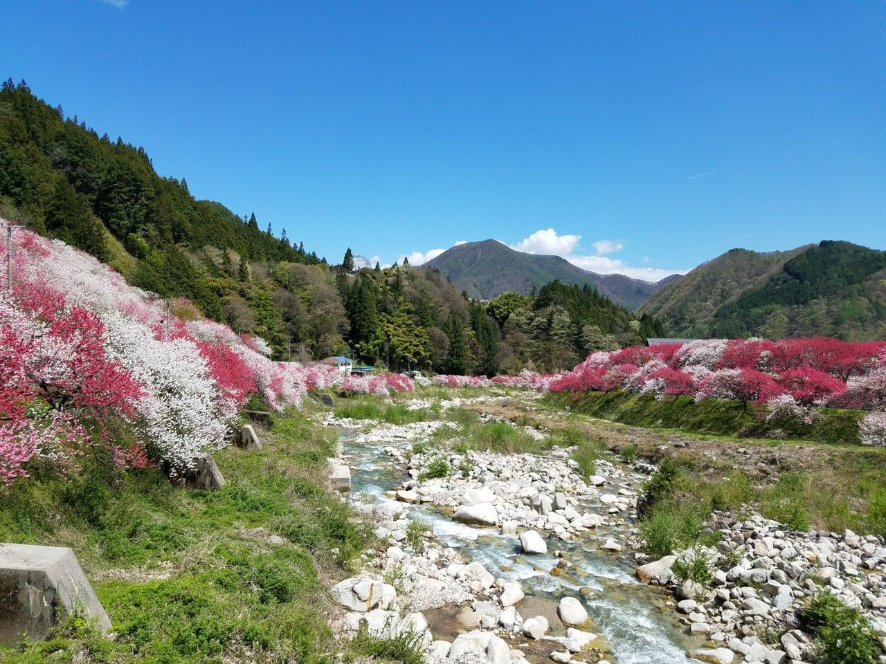 花桃の里