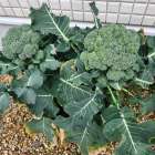 家庭菜園パート2⑧