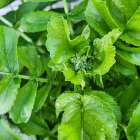 家庭菜園パート2⑨