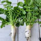 家庭菜園パート2⑩